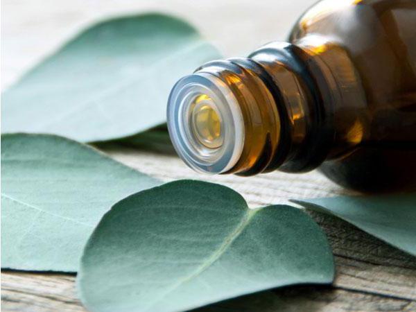 olejek eukaliptusowy właściwości i zastosowanie