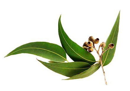 eukaliptusowy olejek eteryczny