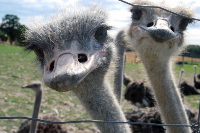 breeding ostrich