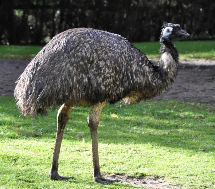 Emus Strauße Zucht