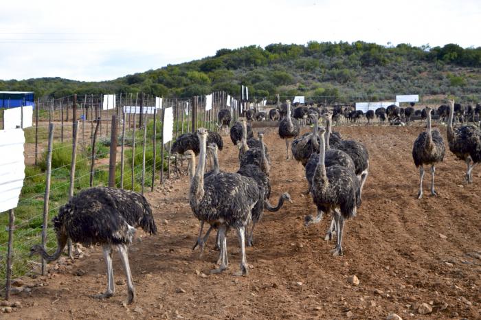 ostrich farming at home