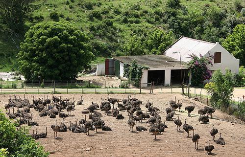 la cría de avestruces en rusia