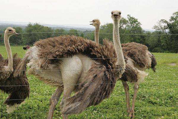 business plan for the breeding of ostriches