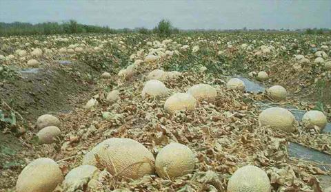 el Cultivo de melón en el exterior
