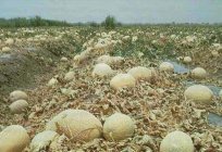 ¿Es posible el cultivo de melón en el carril central
