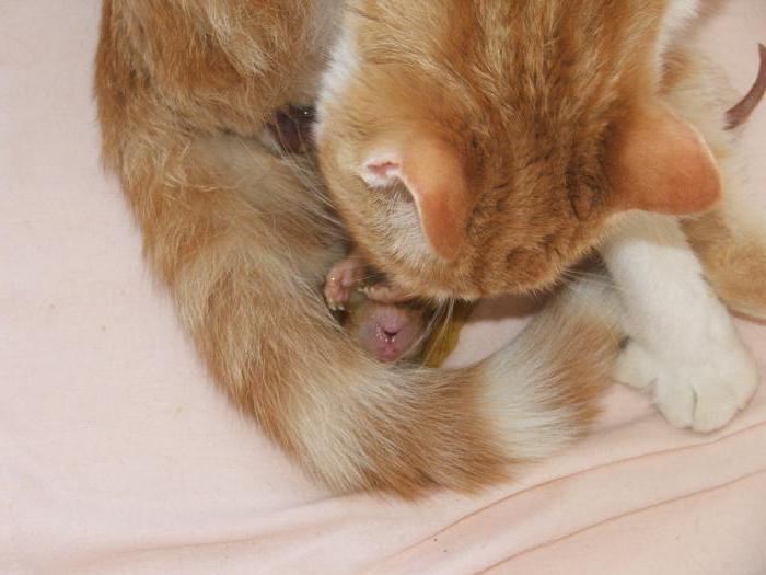 erste Geburt der Katze des Hauses Merkmale und Verhalten von Katzen
