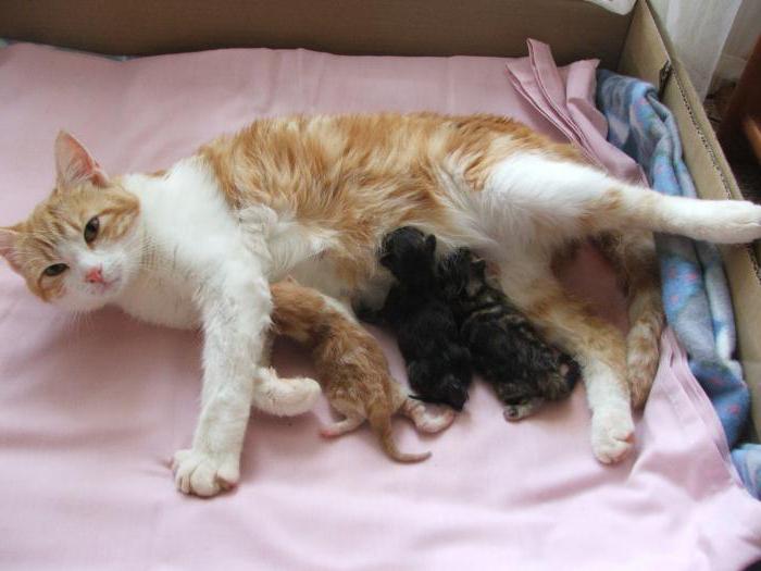 Katze vor der Geburt wie es sich verhält