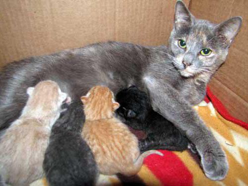 jak zachowują się koty przed porodem
