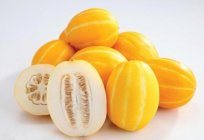 Compatible melon with honey? Features of the use and consequences