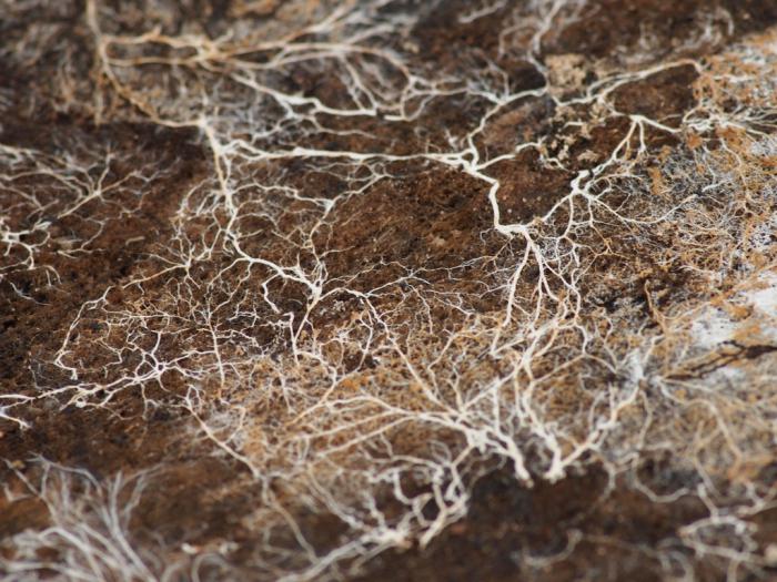 what is mycorrhiza in biology