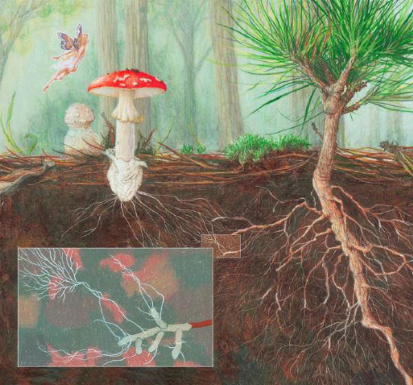 ما هو mycorrhizae تعريف