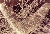 What is mycorrhiza in biology?