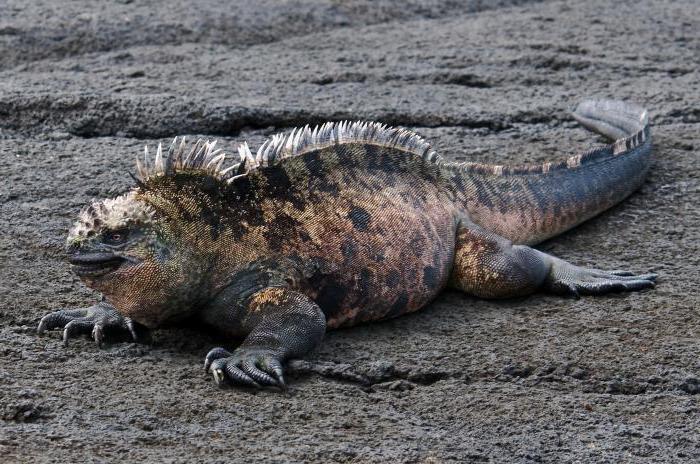 iguana marinha foto