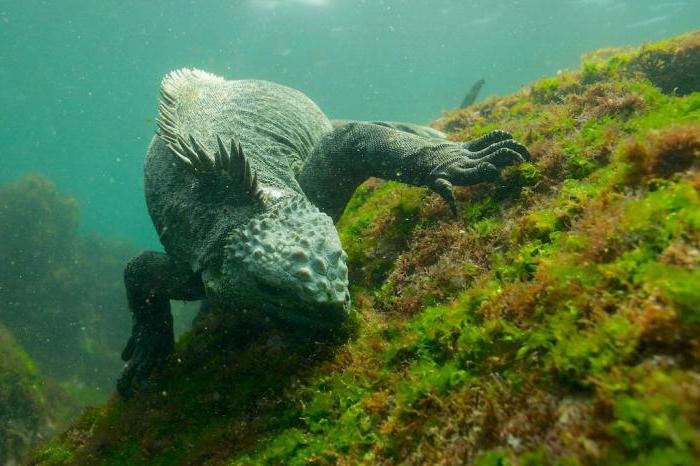 iguana marinha dimensões