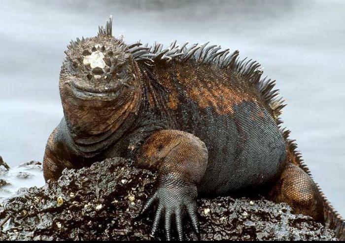 iguana marinha fatos interessantes