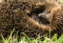 A riddle about a hedgehog for children should not carry misleading information!