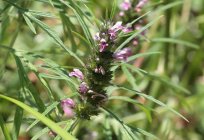 Motherwort children: the dosage and reviews