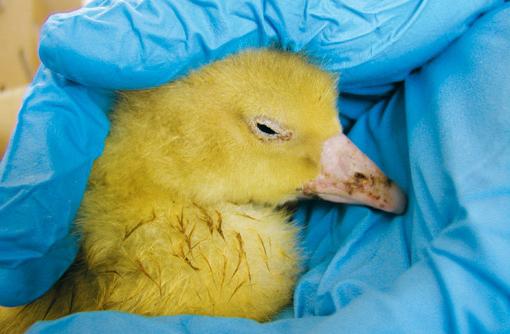 disease of goslings and their treatment