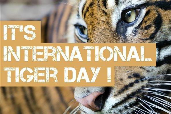 международный день тигра