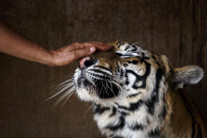 29 июля международный день тигра