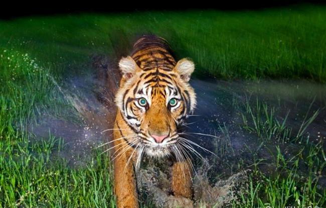 international tiger day is celebrated all over the world