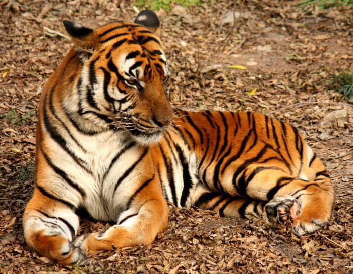 international tiger day congratulations