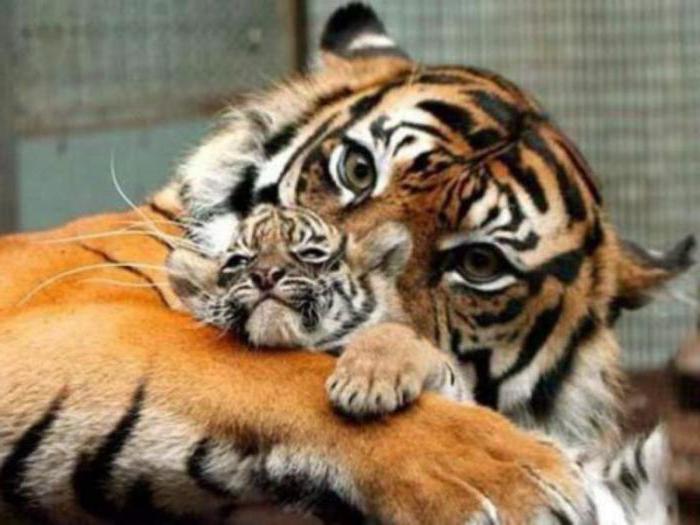 international tiger day in kindergarten