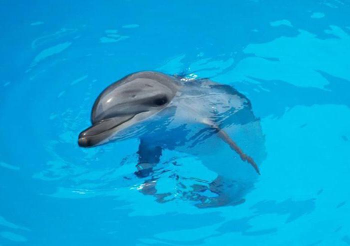 Дельфинарий в Небуге