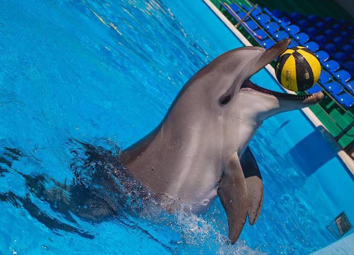 Дельфинарий в Небуге бағасы