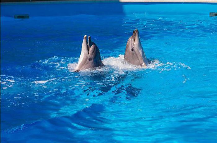 Dolphinarium Aqua World Nebug