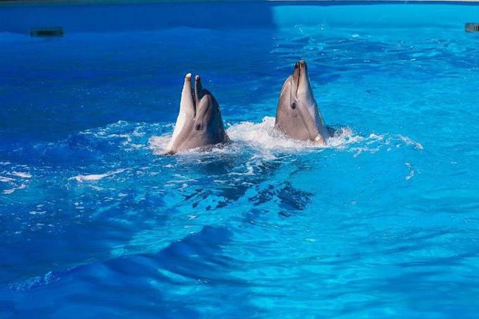 Dolphinarium Aqua world Nebug Tuapse