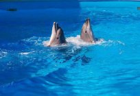 Дельфинарий в Небуге 