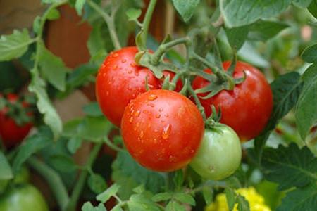 la Plantación de tomate