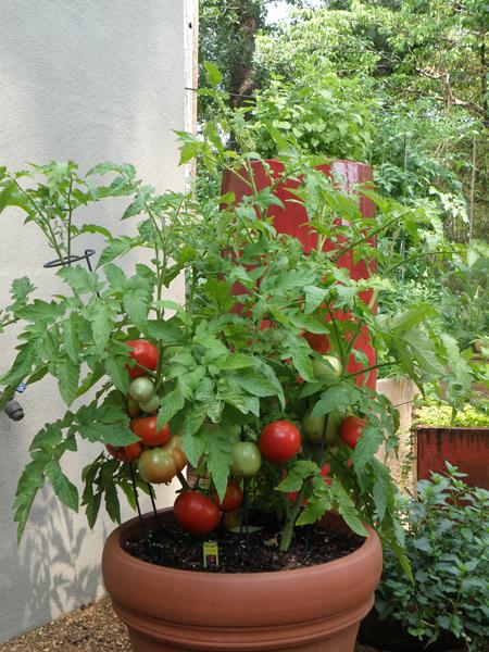 How to plant tomatoes