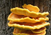 Der Pilz wächst auf den Bäumen: essbare Arten sind makromyceten