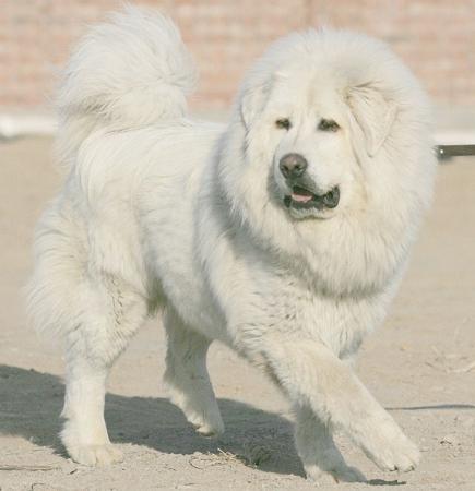 beyaz tüylü köpek