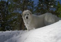 Białe puszyste psa (zdjęcia)