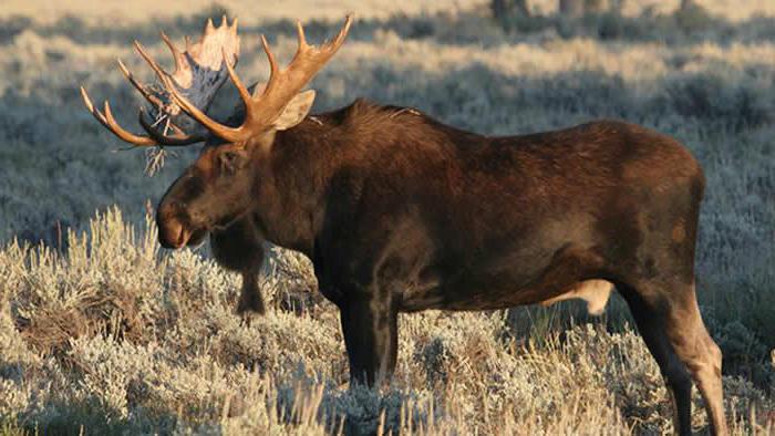 moose description