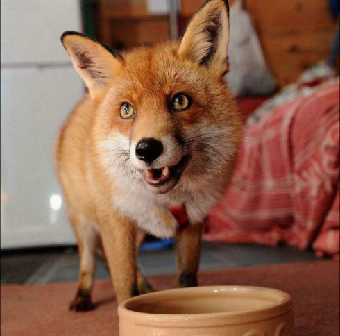 contents Fox at home