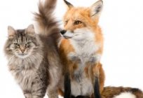 A raposa início: características e as condições de detenção. Como se comportam as raposas como animais de estimação