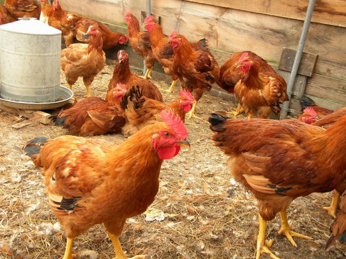 the poultry farms of the Moscow region