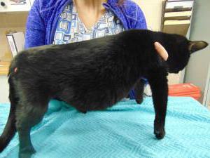 Peritonitis bei Katzen-Symptome und Behandlung