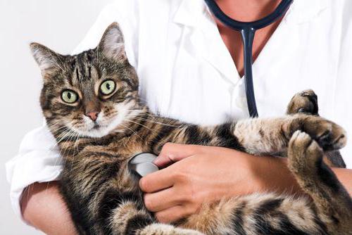 viral peritonite, os gatos são os sintomas e o tratamento